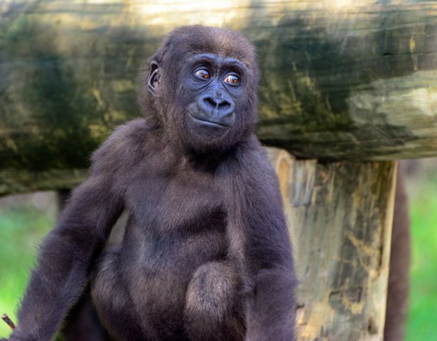 Junger Silberrücken Gorilla spielt im Äquatorialguinea Wald