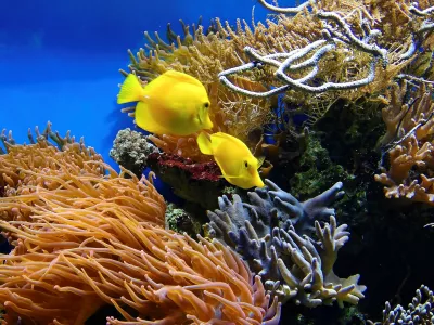 The Great Coral Reef