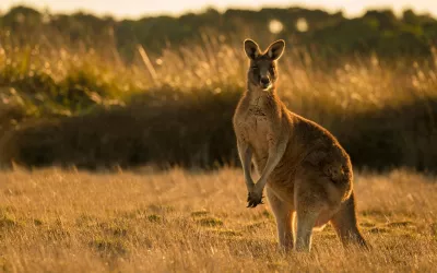 The Australian kenrug can be found in all regions of the country