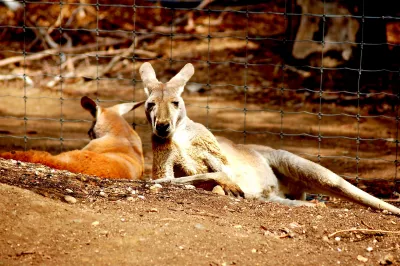 Australian kangaroos