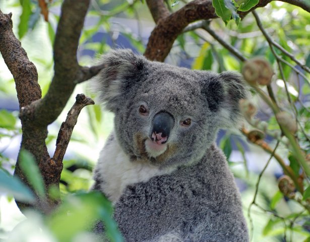 Koala, Australia