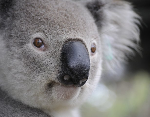 Koala, Australia