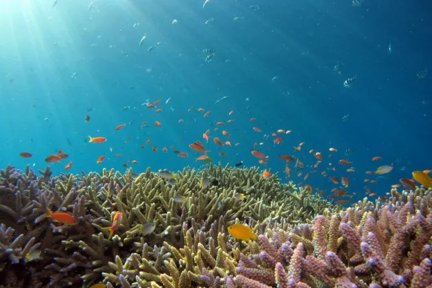 Corals and fish underwater in the daytime