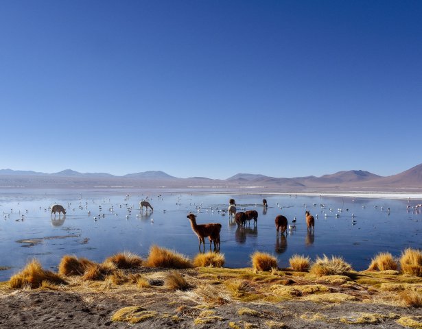 Eine Alpaka-Weide in Bolivien