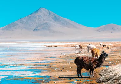 Lamas und Alpakas sind eine häufige Tierart in Bolivien