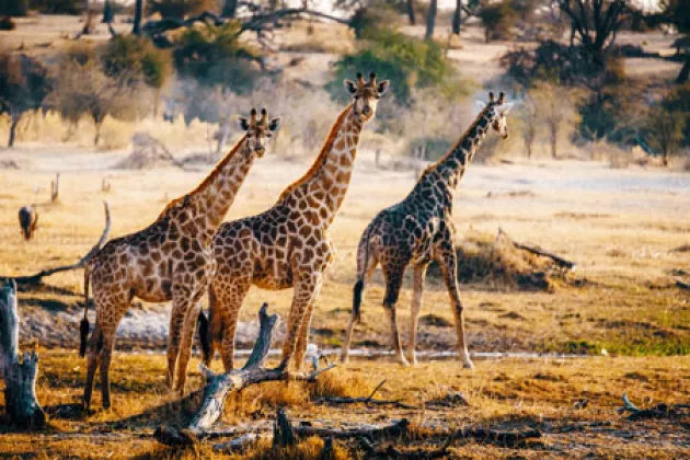 Drei Giraffen in Makgadikgadi Pans in Nationalpark Botswana