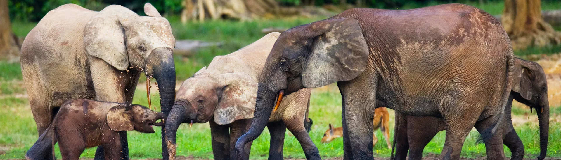 Die erstaunliche Tierwelt der Zentralafrikanischen Republik