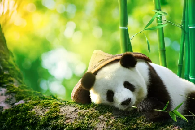 Panda mit Bambushut sitzt in Baum und frisst Bambussprossen