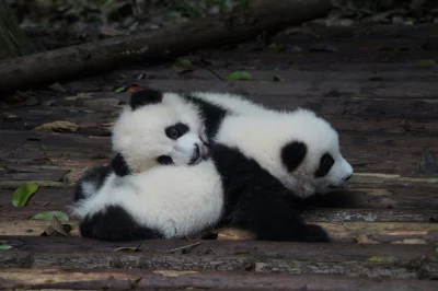 Pandas in einer Panda-Zuchtstation in Chengdu, China