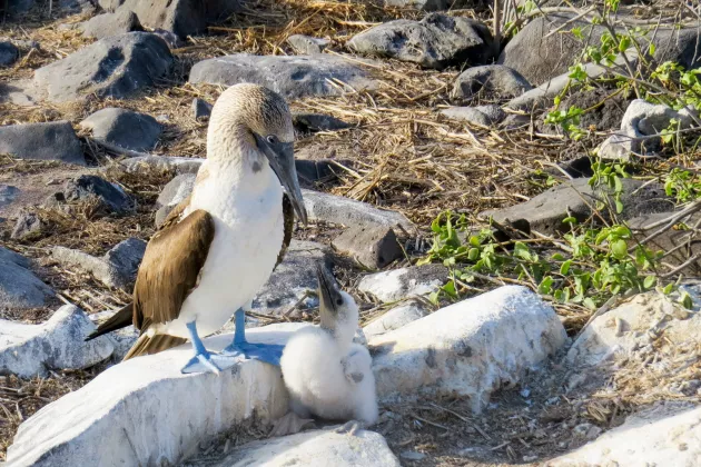 Blue-footed boobies