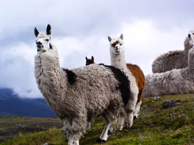 Lama, Ecuador, Cotopaxi.