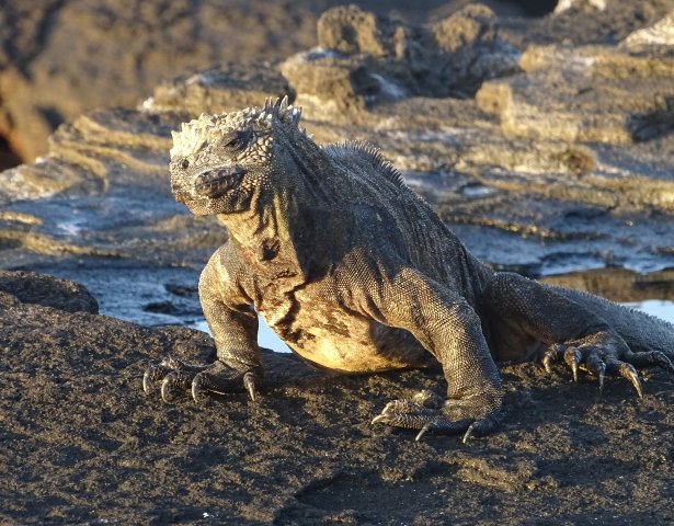 Galapagos-Inseln