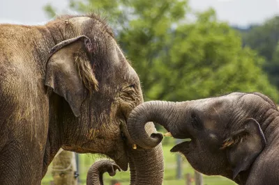 African elephants