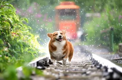Ein Hund im Regen am Bahnhof