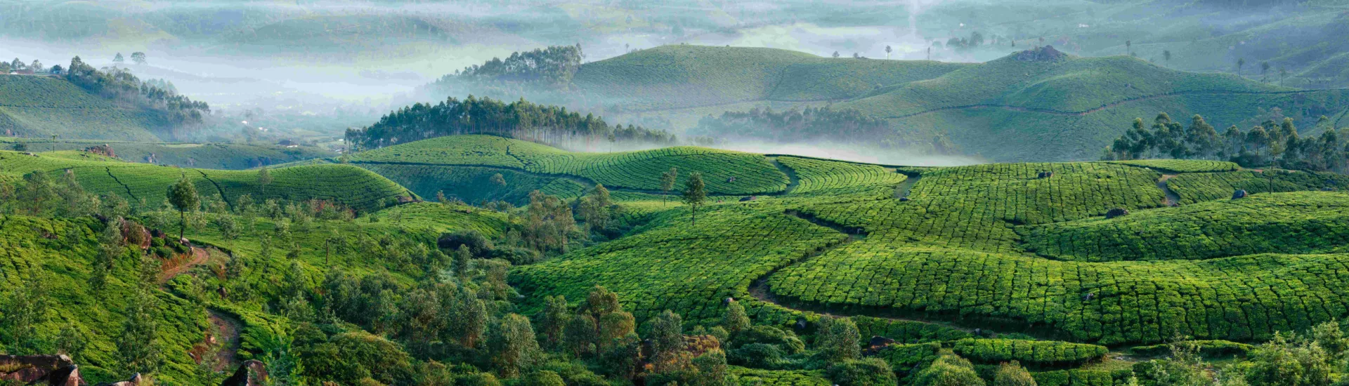 Tee-Plantagen in Munnar
