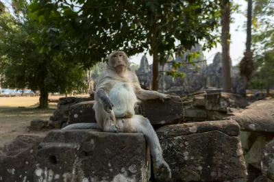 monkey, Kambodscha