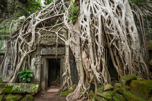 Die erstaunliche Natur Kambodschas