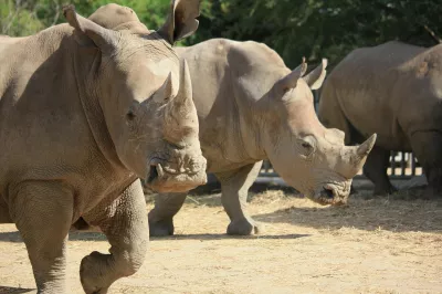 Kamerun, Wildtiere