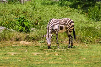 Wildes Zebra in Kamerun