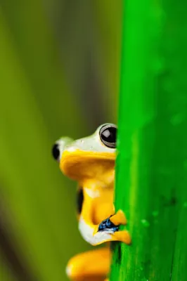 Grüner exotischer Frosch in Laos