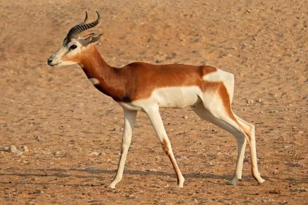 Afrikanische Antilope