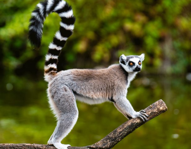 Ringelschwanzlemur sitzend auf einem Baumzweig in Madagaskar