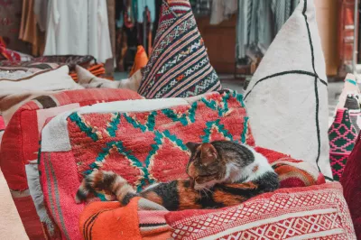 Tiere in Essaouira, Marokko