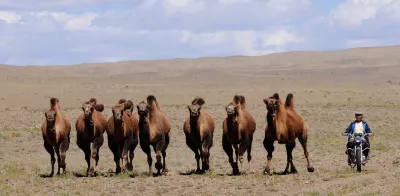 Kamele in der Mongolei