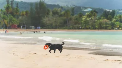 Ein Hund in Puerto Rico