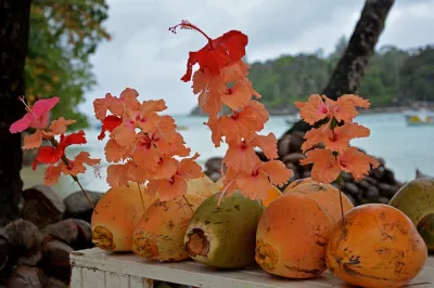 Coconuts against the sea