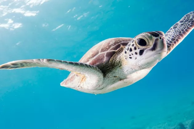 Eine Schildkröte schwimmt ins Meer