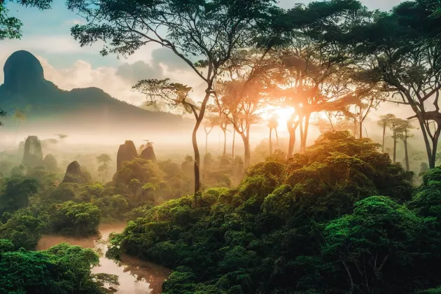 Tropical forest at dawn