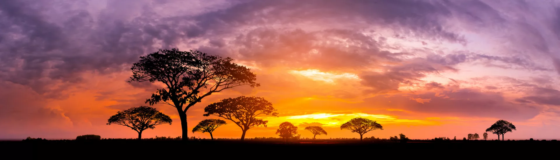 ein Baum vor einem Himmel