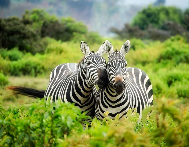 zwei Zebras in einem Nationalpark in Afrika