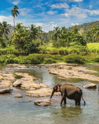 Elefant badet im Fluss von Sri Lanka