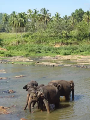 Pinnawela, Sri Lanka