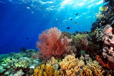 Lebendiges Korallenriff als Teil der maritimen Biodiversität im Sudan