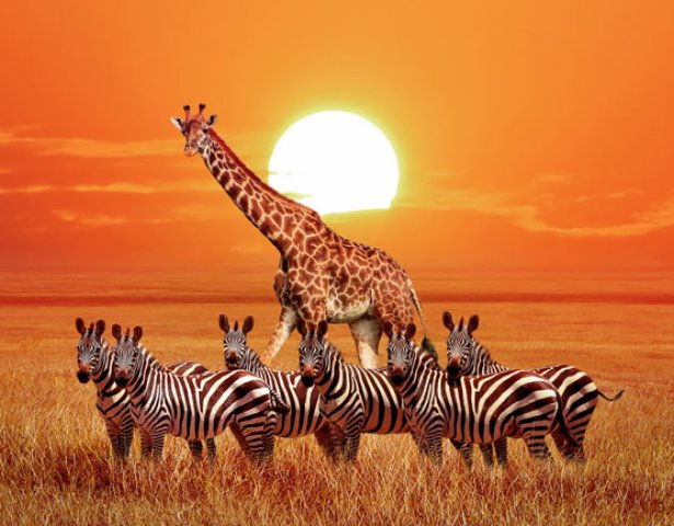 Wilden Zebras und Giraffen in Tansania 
