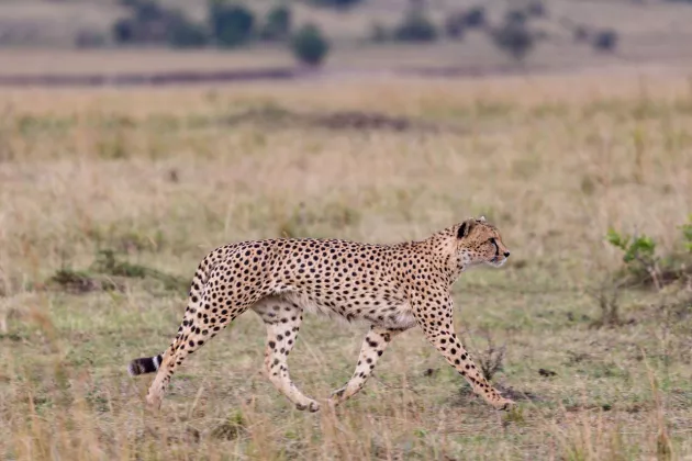 Zakuma National Park