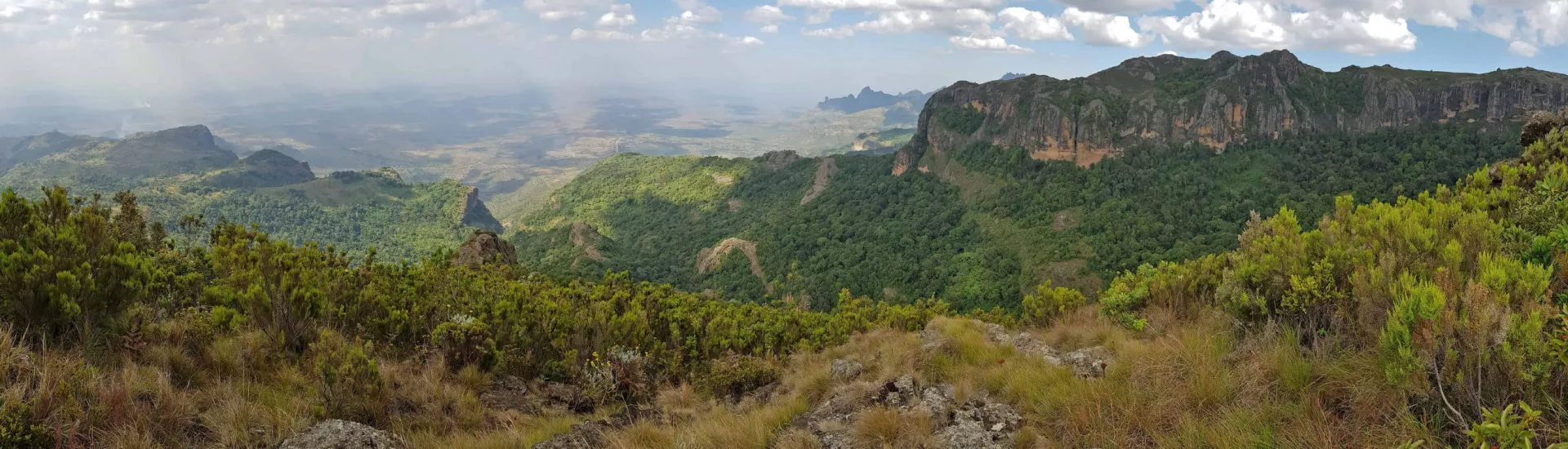 Blick auf den Wald in Uganda