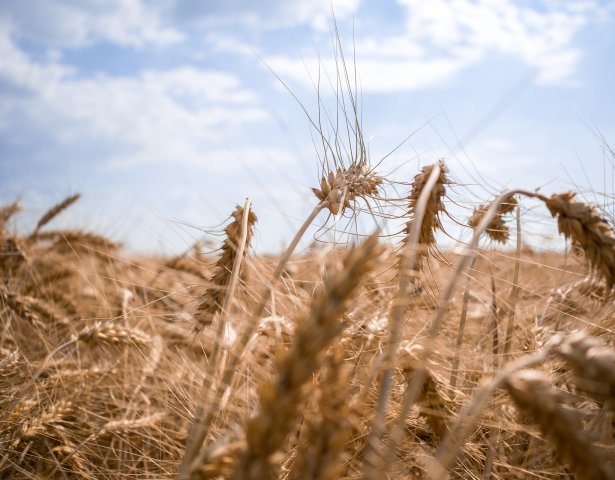 Ukraine, Weizenfeld