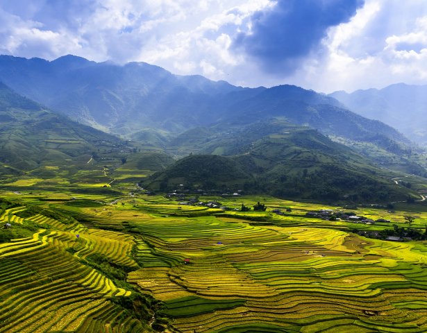 Terrassen, goldenes Reisfeld, Bezirk Mu Kang Chai