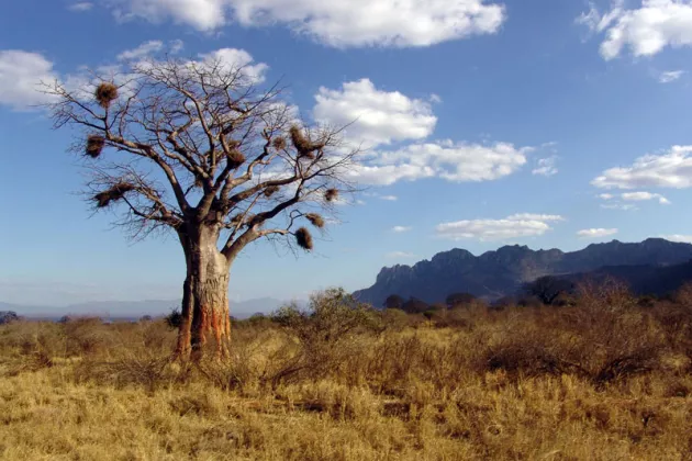 Affenbrotbaum in Afrika