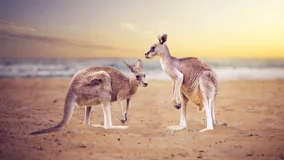 Touristenvisum Australien für Urlaubsreisen