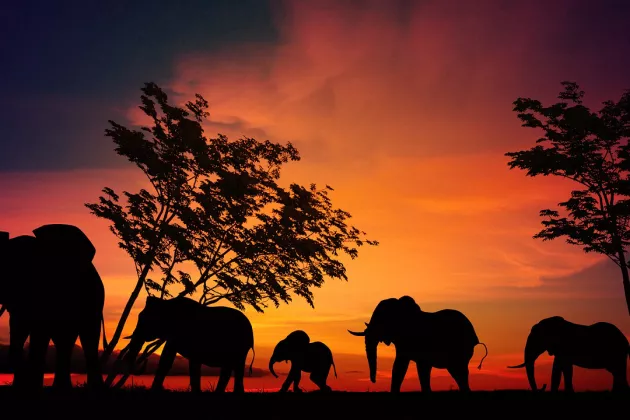 Elefanten marschieren im Sonnenuntergang