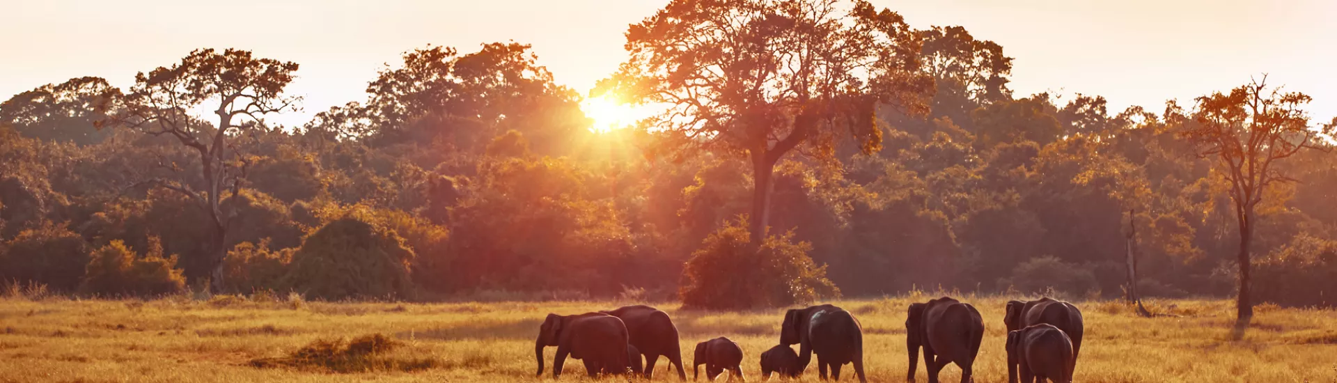 Elefanten marschieren im Sonnenuntergang auf Sri Lanka