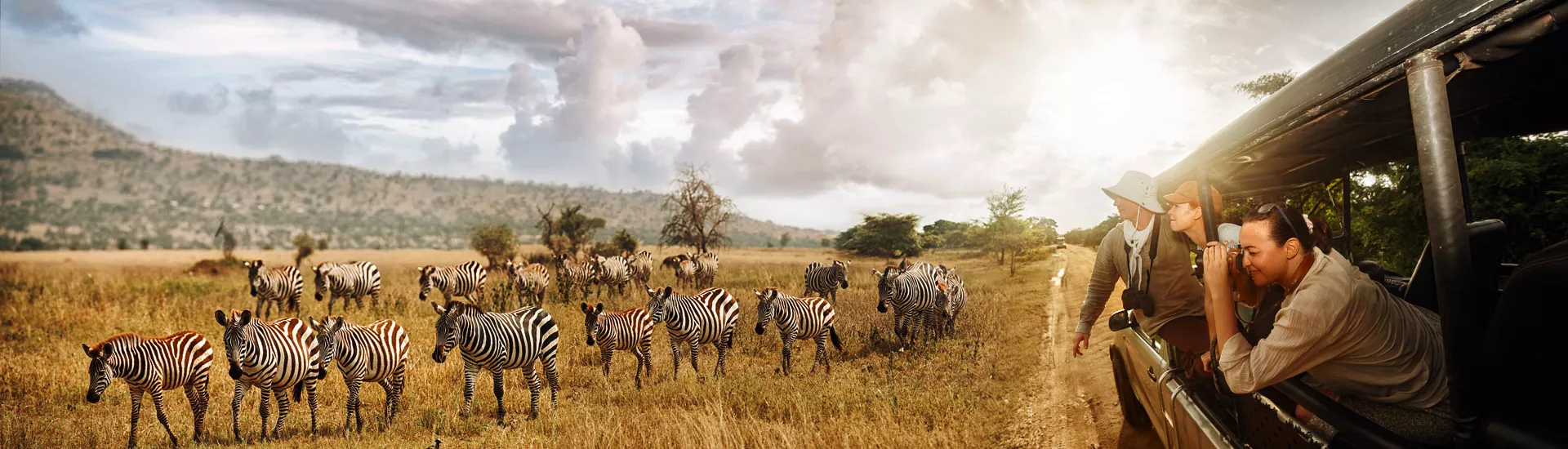 Wilde Zebras auf einer Safari-Tour im Nationalpark auf Tansania