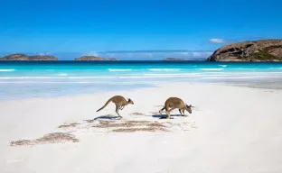 Känguru-Insel in Australien