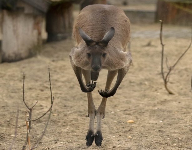 Gray kangaroo, Australia