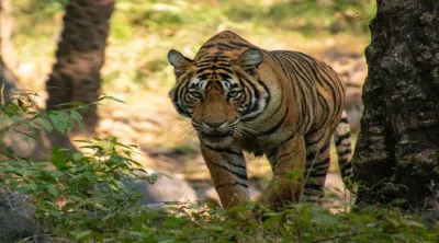 Bengal tiger, India